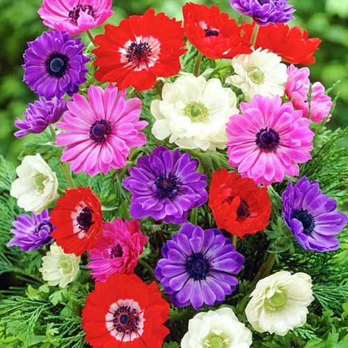 Анемона махрова St. Brigid Mixed зображення 1 артикул 76017