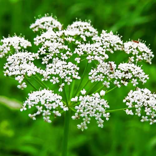 Анис Ажурный, семена рисунок 1 артикул 70207