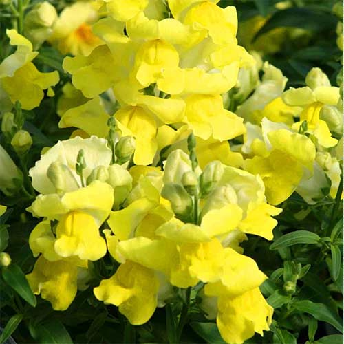 Антиринум Снеппи желтый F1 Садыба центр рисунок 1 артикул 89076