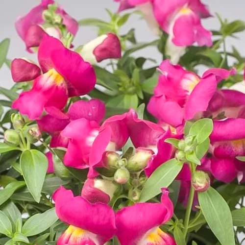 Антиринум Снеппи лиловый F1 Садыба центр рисунок 1 артикул 89078