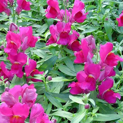 Ротики садові Твінні фіолетовий F1 Садиба центр зображення 1 артикул 89087