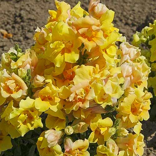 Антирринум Твинни F1 желтый рисунок 1 артикул 89083