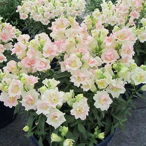 Львиный зев Твинни Яблоневый цвет F1 Садыба центр рисунок 1 артикул 89088