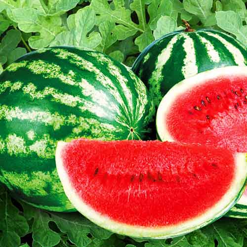 Арбуз Астраханский Seedera рисунок 1 артикул 72211