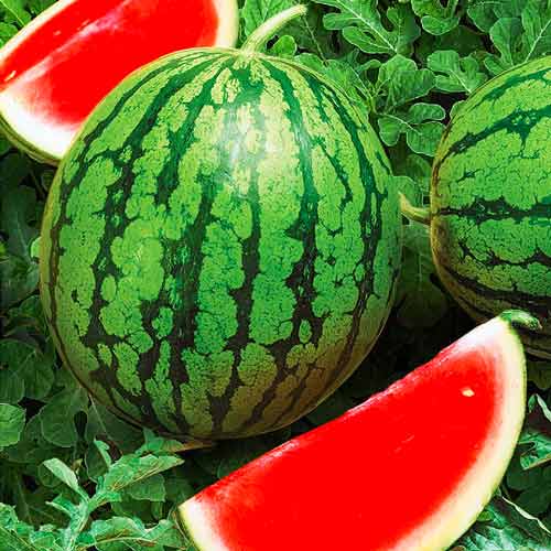 Арбуз Безсеменной рисунок 1 артикул 72212
