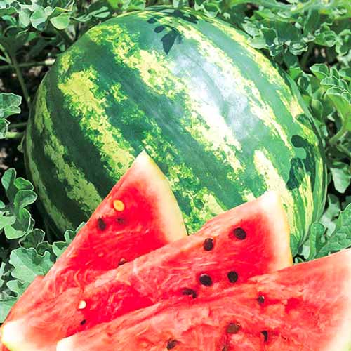Арбуз Кримсон Свит Seedera рисунок 1 артикул 65540