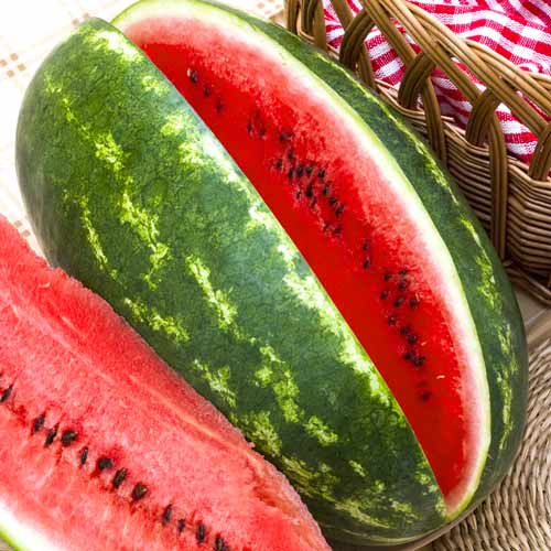 Арбуз Полосатый рейс Seedera рисунок 1 артикул 72234