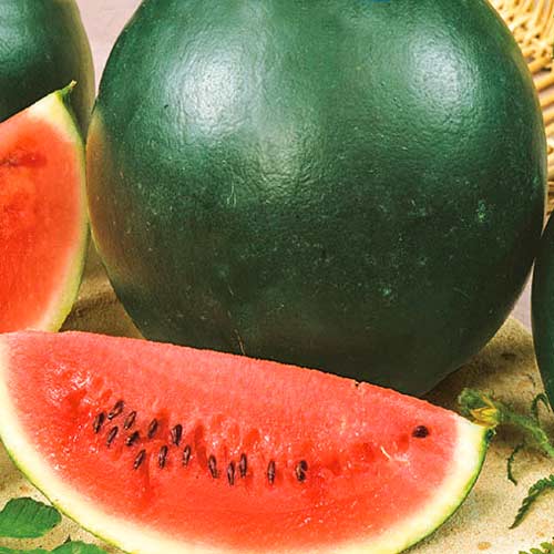 Арбуз Росарио F1 Seedera рисунок 1 артикул 65541