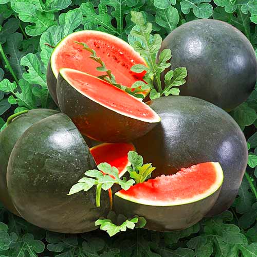 Арбуз Шугар Беби Seedera рисунок 1 артикул 65542