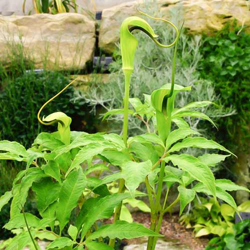 Арізема звивиста (лілія-кобра) зображення 1 артикул 67096