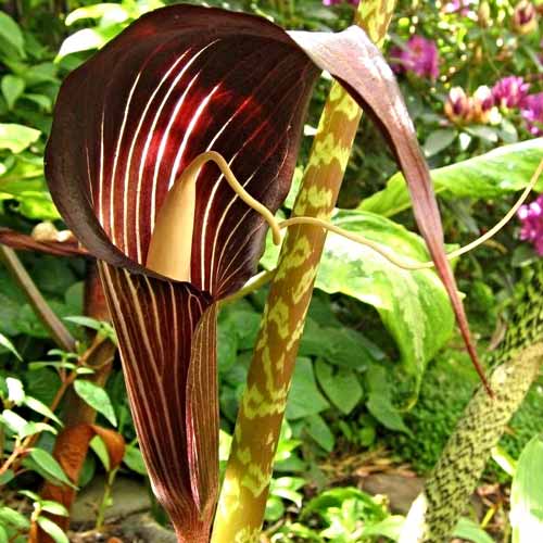 Арізема витончена зображення 1 артикул 67095