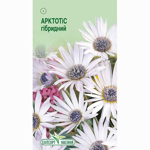 Арктотіс білий Елітсорт артикул фото 1 Арктотіс білий Елітсорт зображення 1 артикул 95093