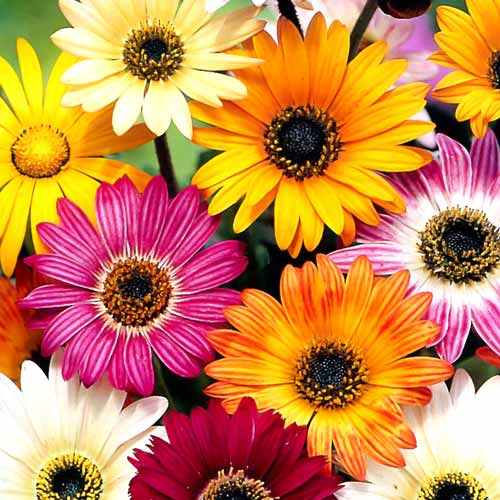 Арктотіс Капучіно, суміш забарвлень зображення 1 артикул 70060