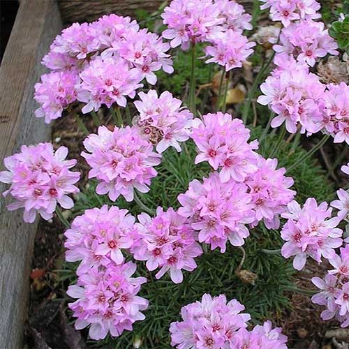 Армерия дернистая Беванс Вариети артикул фото 1 Армерия дернистая Беванс Вариети рисунок 1 артикул 01305