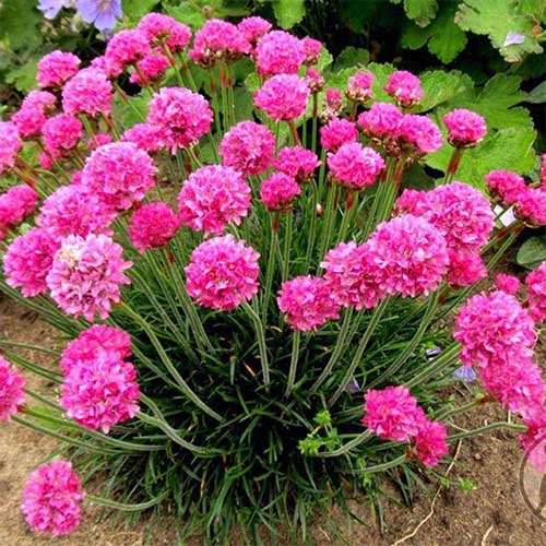 Армерия приморская Розеа рисунок 1 артикул 01307