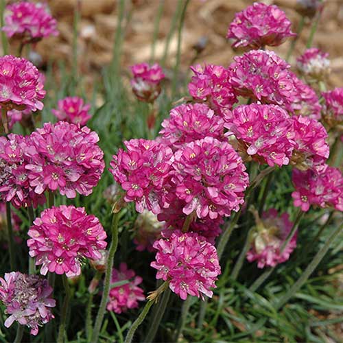 Армерия приморская Рубра рисунок 1 артикул 01308