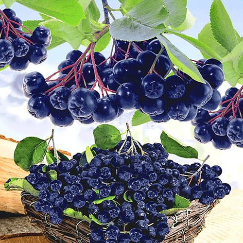 Аронія чорноплідна Вікінг артикул фото 1 Аронія чорноплідна Вікінг зображення 1 артикул 9205