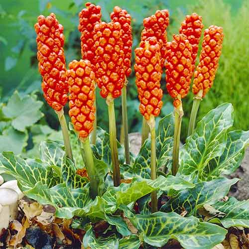 Арум Италикум рисунок 1 артикул 76023