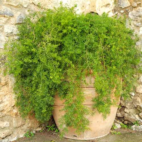 Аспарагус Шпренгера, насіння зображення 3 артикул 66199