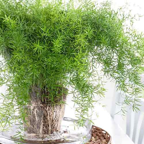 Аспарагус Спренгера, семена рисунок 1 артикул 66554