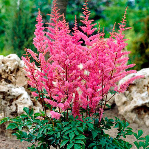 Астільба Арендса Аметист зображення 1 артикул 68604