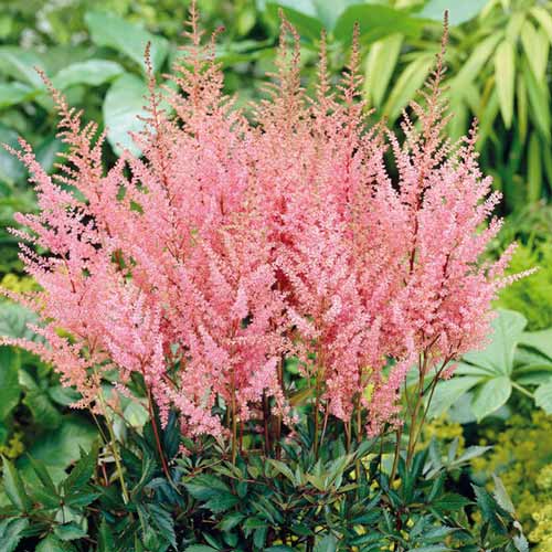 Астильба Арендса Эрика рисунок 1 артикул 76178