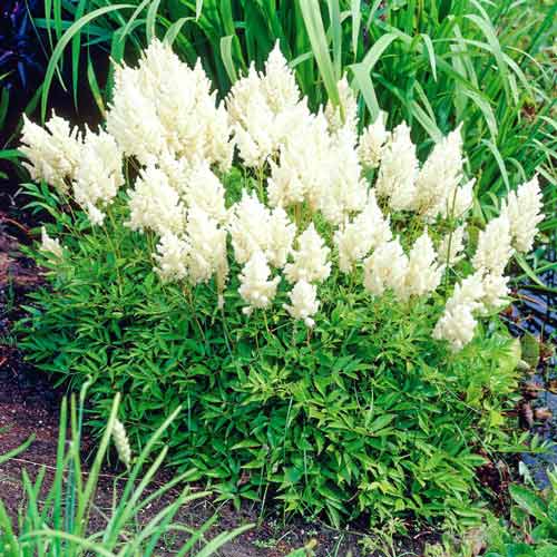 Астільба Арендса Вайс Глорія зображення 1 артикул 68605