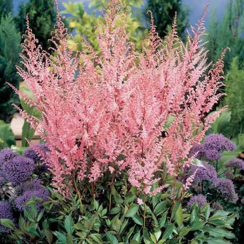 Астільба простолиста Бронз Елеганс зображення 1 артикул 68606