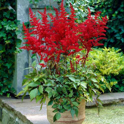 Астільба китайська Фінал зображення 1 артикул 68608