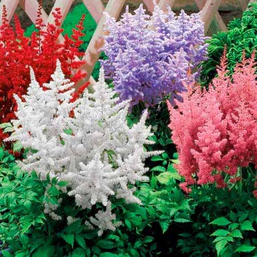 Астільба, мікс зображення 1 артикул 76375
