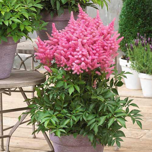 Астильба Пинк рисунок 1 артикул 76376