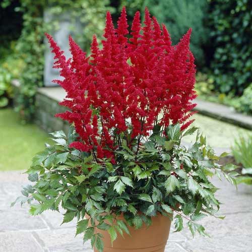 Астильба Ред рисунок 1 артикул 76378
