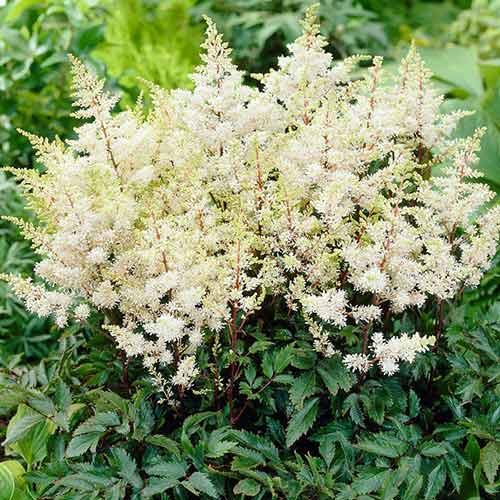 Астильба Рок энд Ролл рисунок 1 артикул 76181