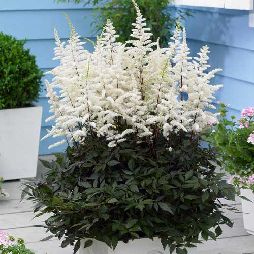 Астильба Вайт рисунок 1 артикул 76379