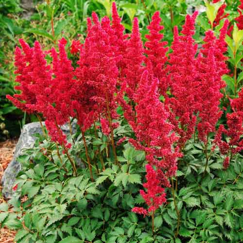 Астильба японская Монтгомери рисунок 1 артикул 68610