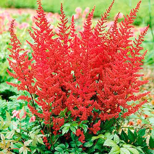 Астильба японская Везувий рисунок 1 артикул 76182