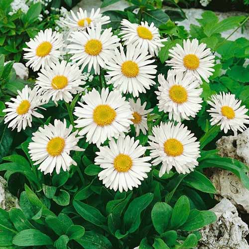 Астра альпийская Альбус рисунок 1 артикул 68612