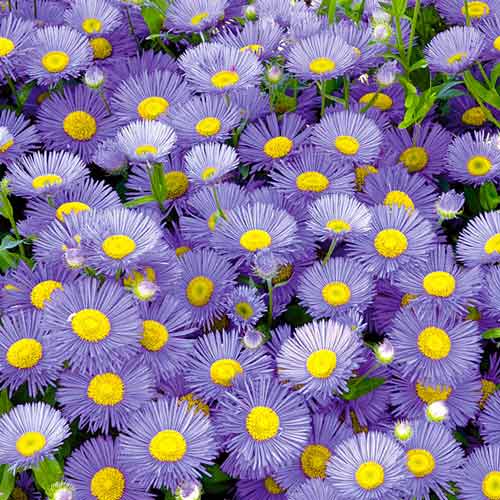 Астра альпийская Данке Шон рисунок 1 артикул 68614