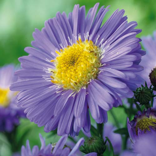 Астра альпийская Блю рисунок 1 артикул 76371