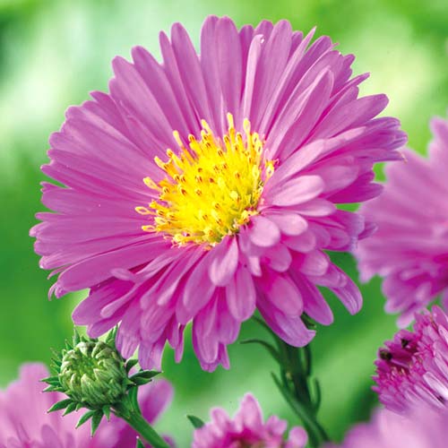 Астра альпийская Пинк рисунок 1 артикул 76373