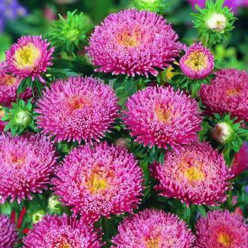 Айстра Арлекін рожева  артикул фото 1 Айстра Арлекін рожева  зображення 1 артикул 72007