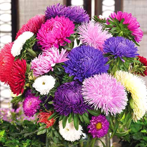 Астра Балун, смесь окрасок рисунок 1 артикул 72010