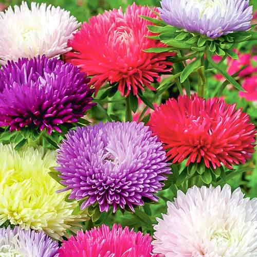 Айстра Бордюрні красуні, насіння артикул фото 1 Айстра Бордюрні красуні, насіння зображення 1 артикул 70061