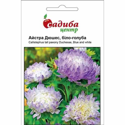 Айстра Дюшес біло-голуба Садиба центр артикул фото 1 Айстра Дюшес біло-голуба Садиба центр зображення 1 артикул 72939