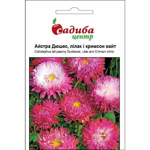 Астра Дюшес лилак и кримсон вайт Садиба центр рисунок 1 артикул 89031