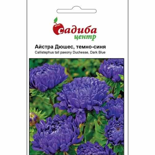 Айстра Дюшес темно-синя Садиба центр артикул фото 1 Айстра Дюшес темно-синя Садиба центр зображення 1 артикул 72940