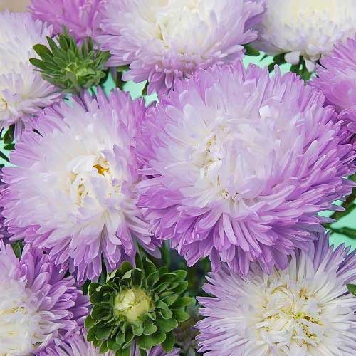 Астра густомахрова Баллон сріблясто-блакитний, насіння артикул фото 1 Астра густомахрова Баллон сріблясто-блакитний, насіння зображення 1 артикул 66902