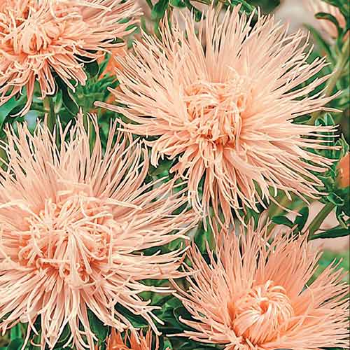 Астра голчаста рожево-кремова Наіна, насіння зображення 1 артикул 66905