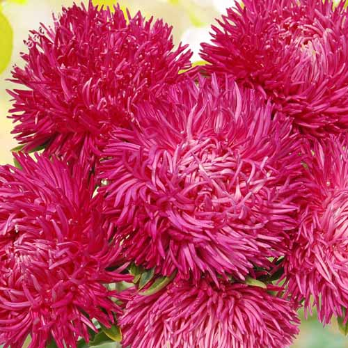 Астра голчасто-коготкова Джувел Аметист, насіння зображення 1 артикул 66903