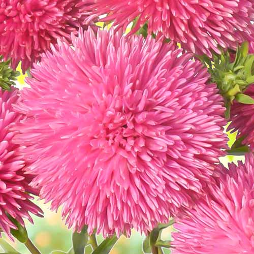 Астра голчасто-коготкова Джувел Пурпурит, насіння артикул фото 1 Астра голчасто-коготкова Джувел Пурпурит, насіння зображення 1 артикул 66904